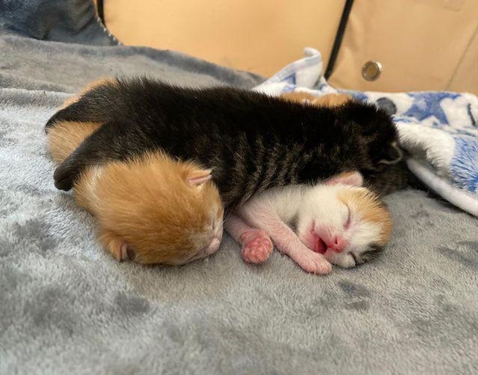 newborn kittens