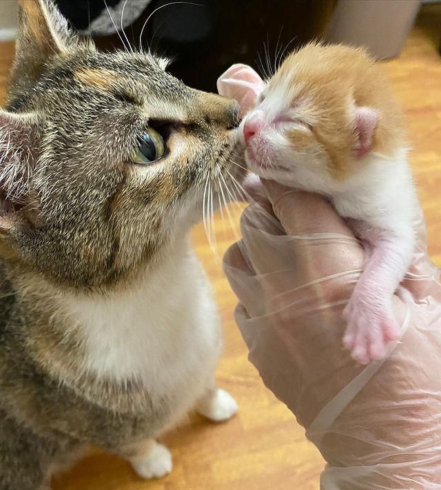 cat mom kitten