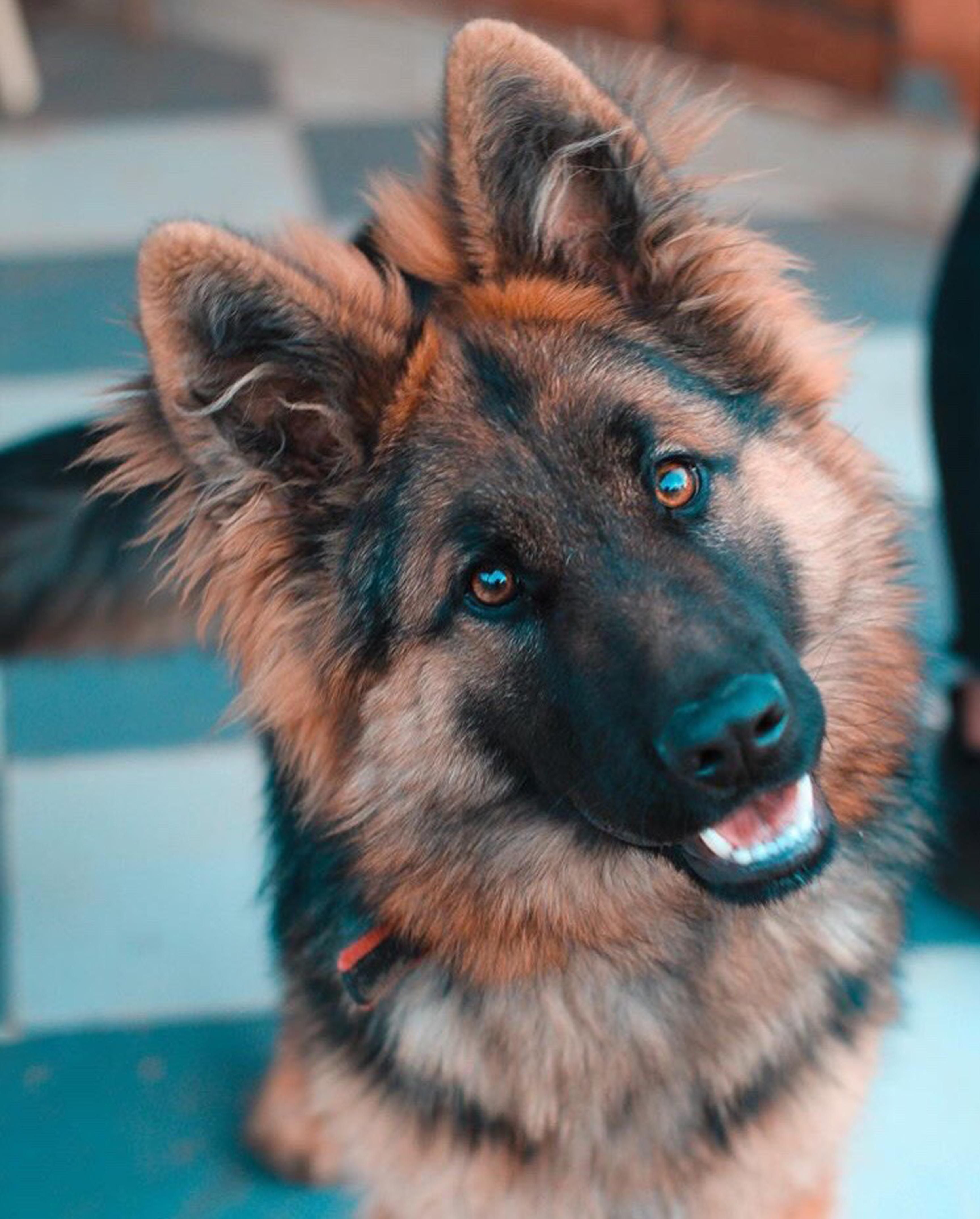 Lessons from a German Shepherd