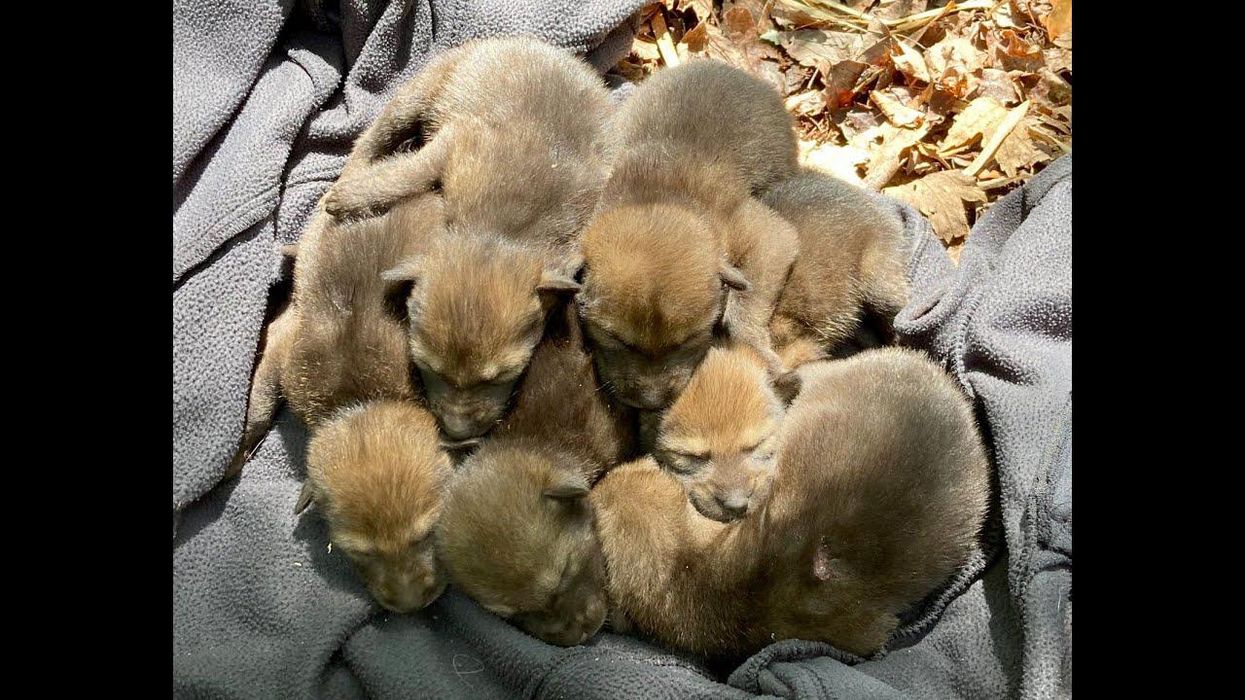North Carolina welcomes litter of critically endangered red wolves pups