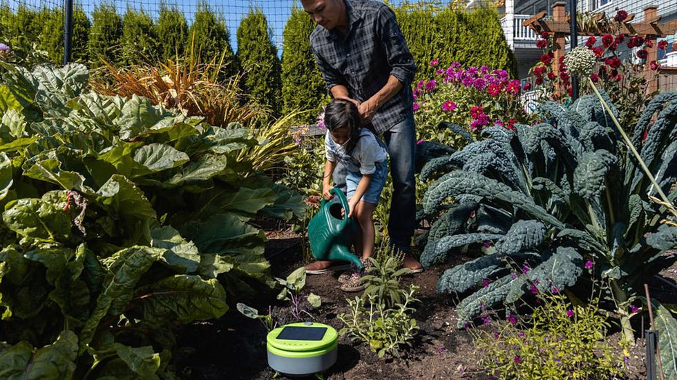 A man and child in a garden with Tertill Weeding Robot weeding.