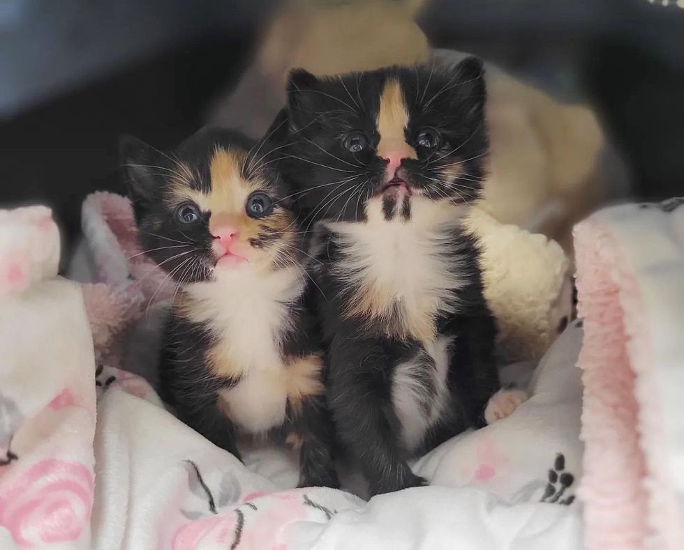 tortie kittens sisters, calico kittens