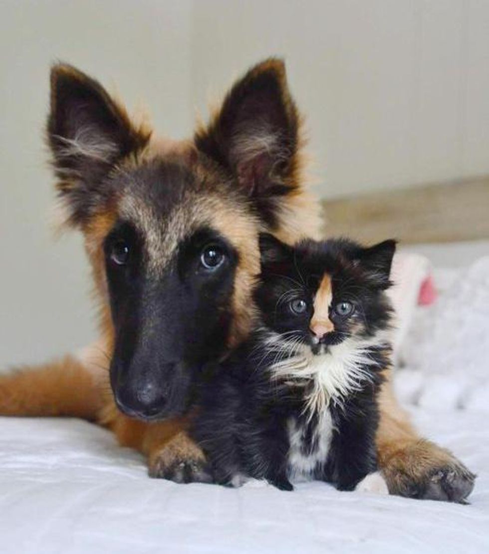 tortie kitten dog