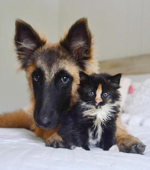 tortie calico kitten dog