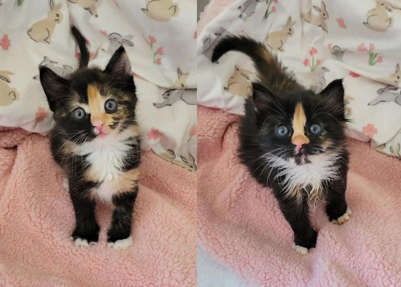 sweet tortie calico kittens