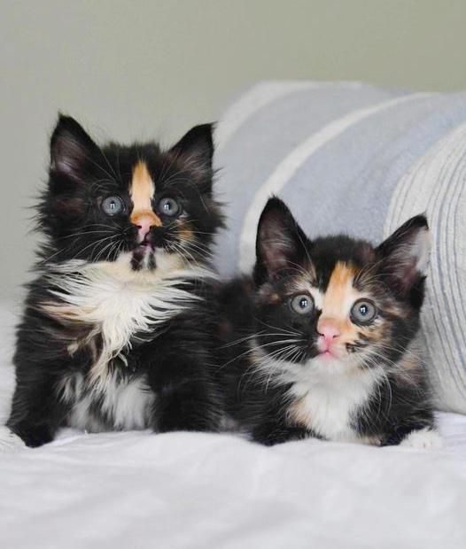 cute kitten sisters