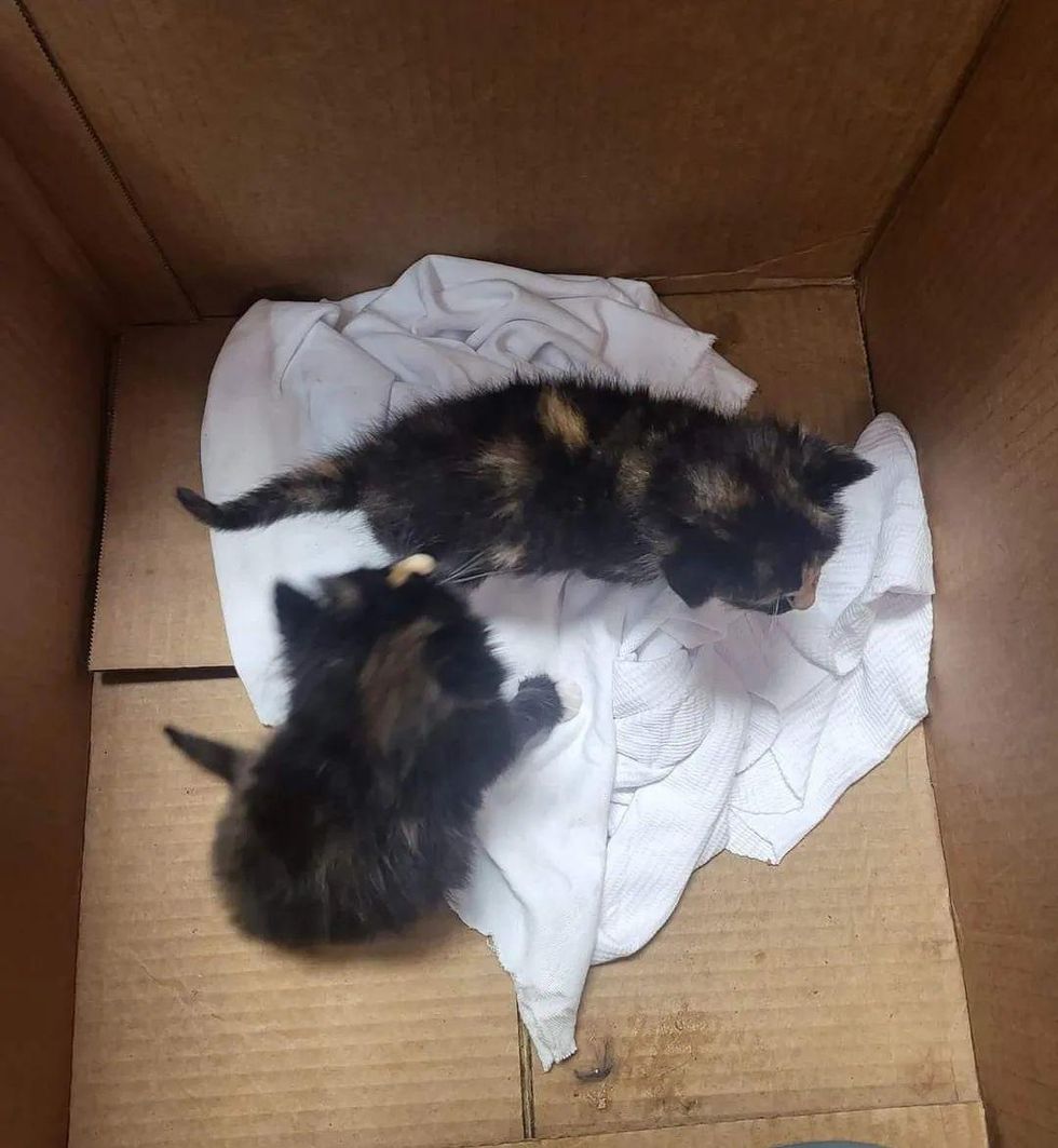 tortie kittens