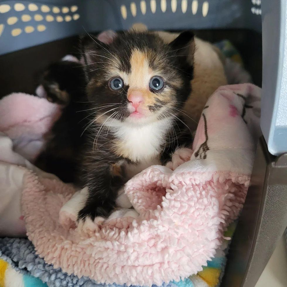 tortie kitten