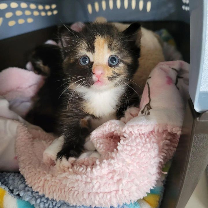 tortie kitten, calico