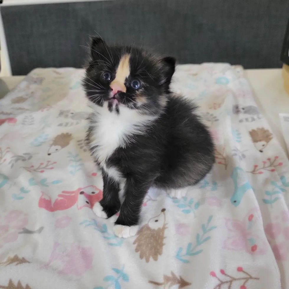 cute markings, tortie kitten