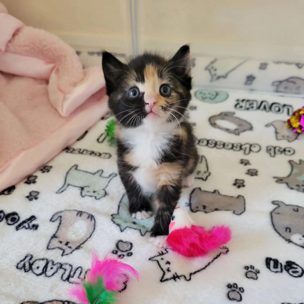 cute tortie kitten