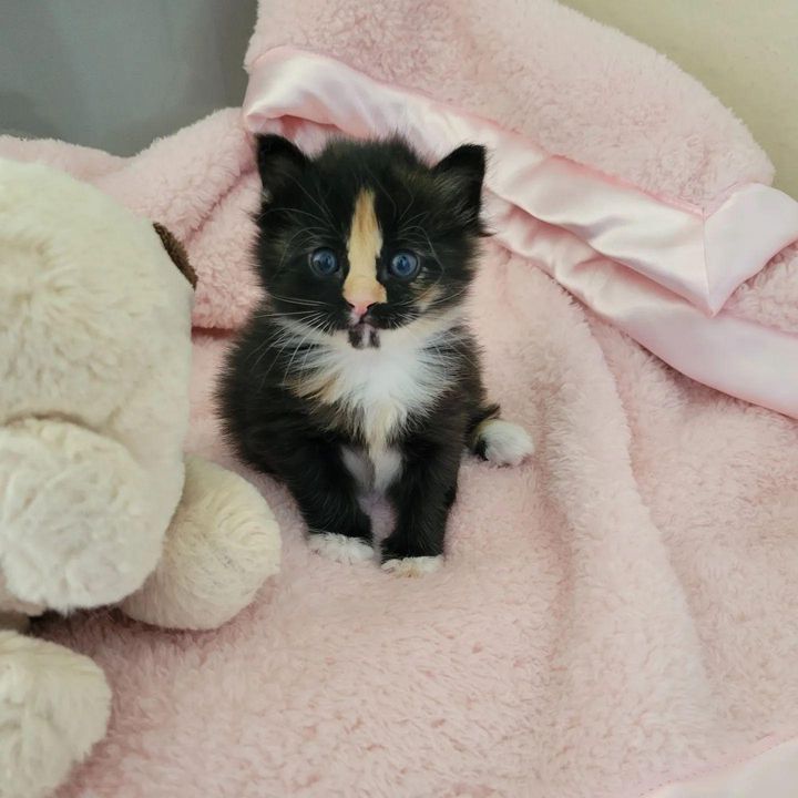 tiny tortie calico kitten