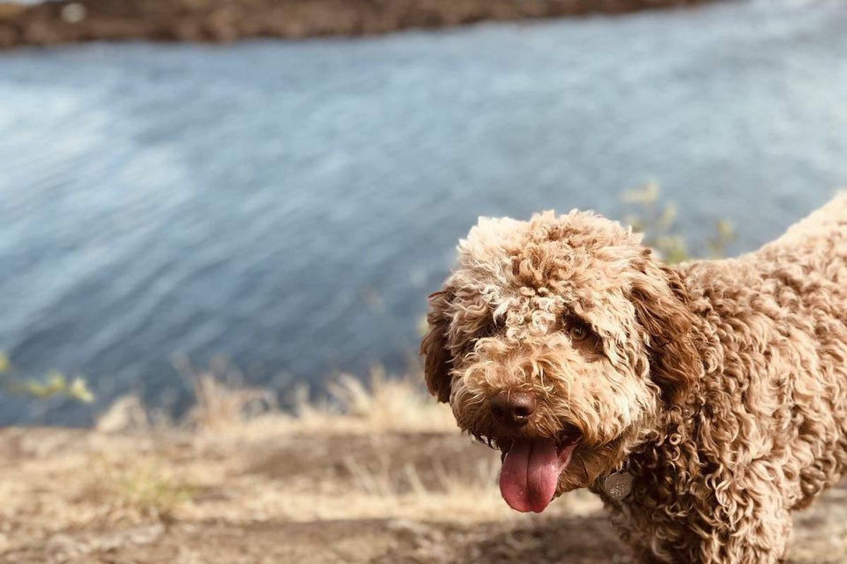 puppy digs up gold coins worth 8,000