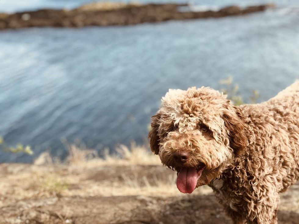 Adopted puppy takes first walk with new family and digs up treasure worth nearly $8,000