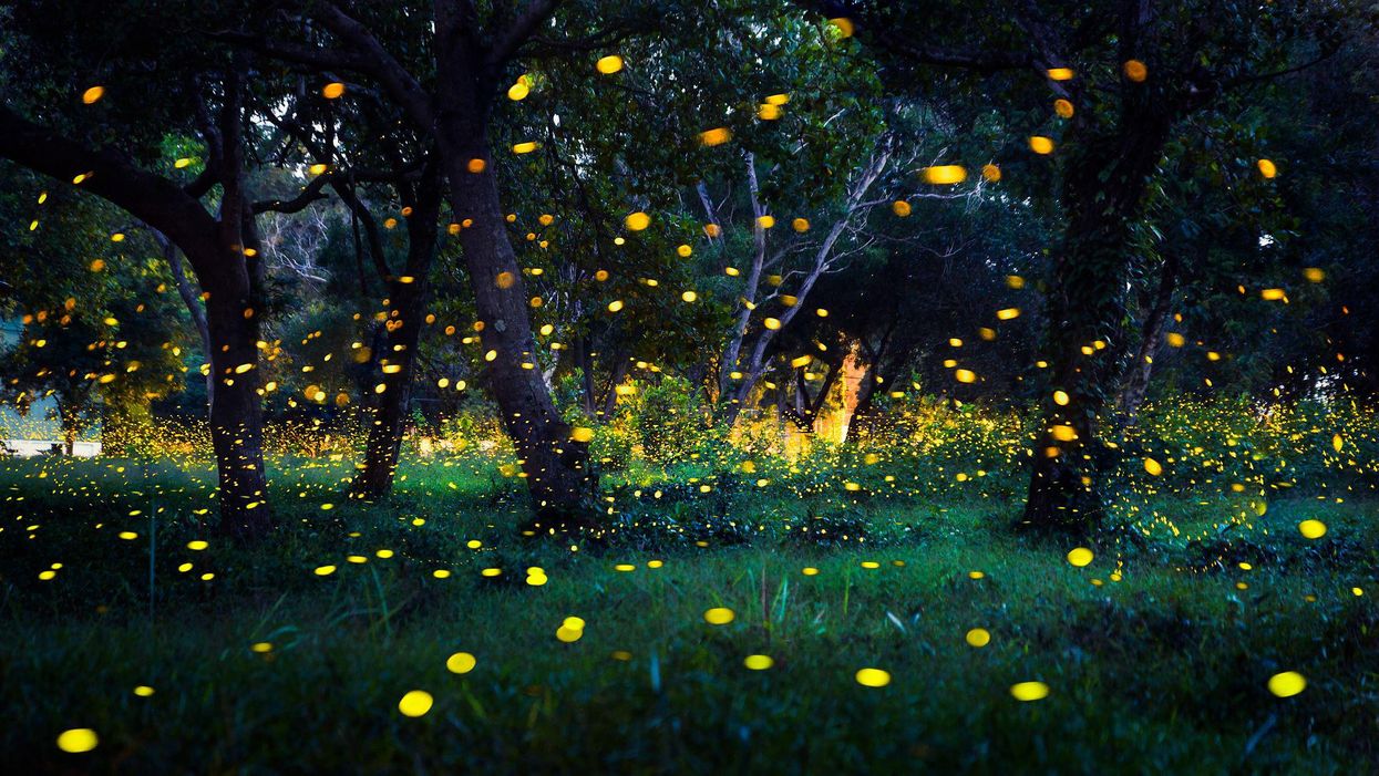 Grandfather Mountain in North Carolina to offer first public viewing of synchronous fireflies