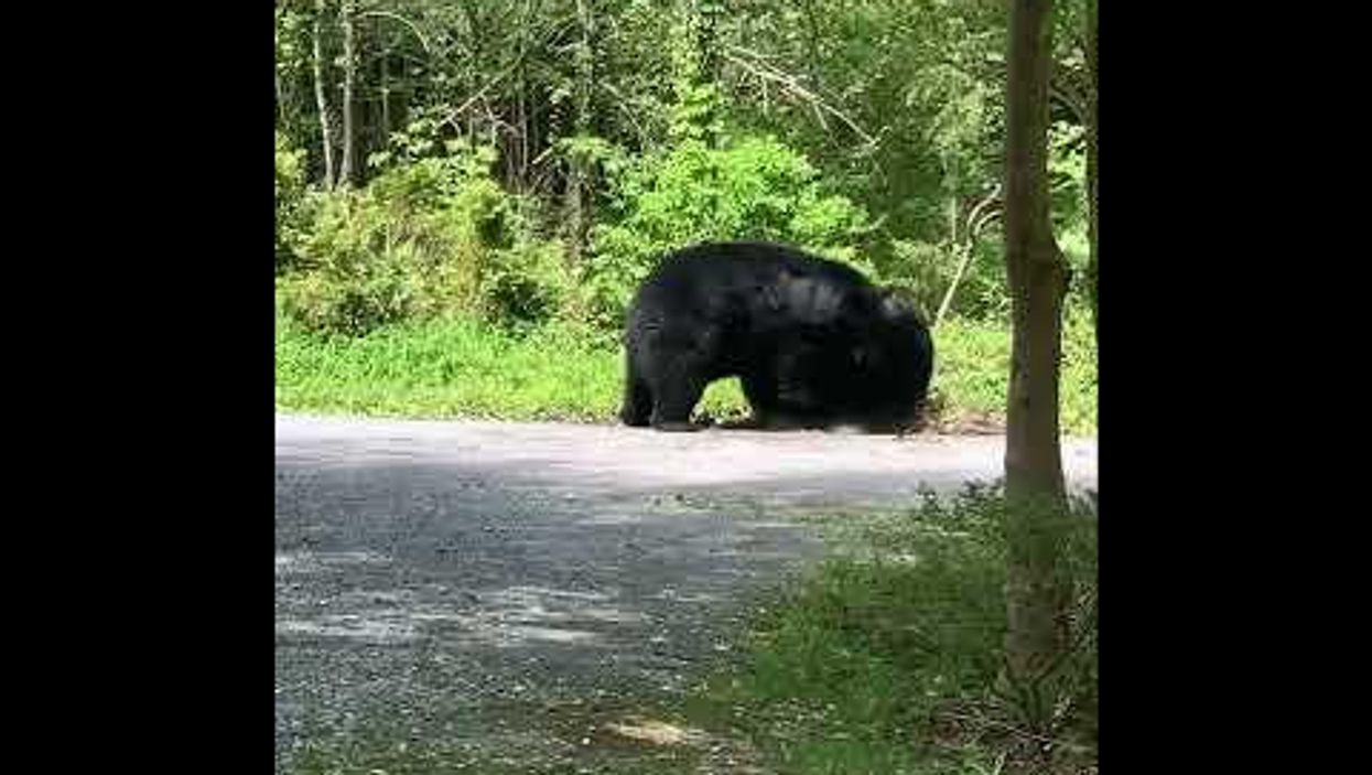 Watch black bear brawl caught on video in Tennessee