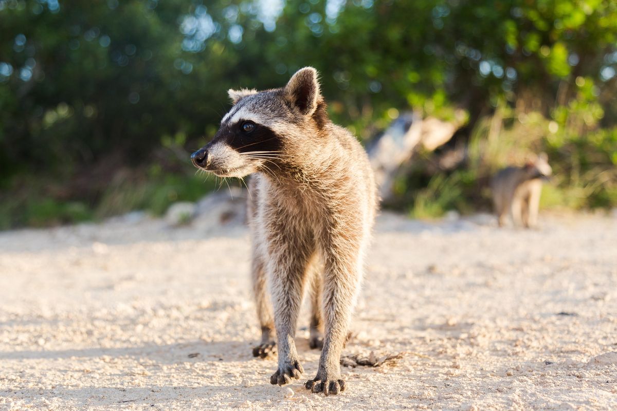 Beware of raccoons: UT reports 3 students bitten