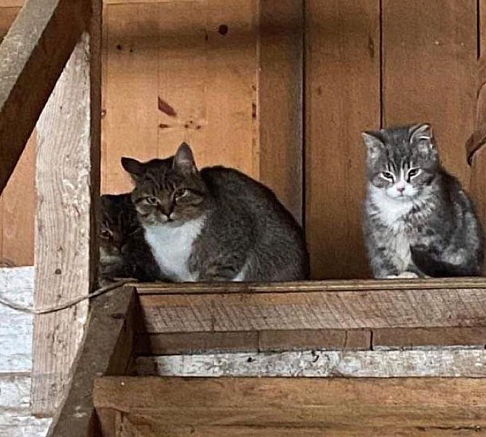 farm cats