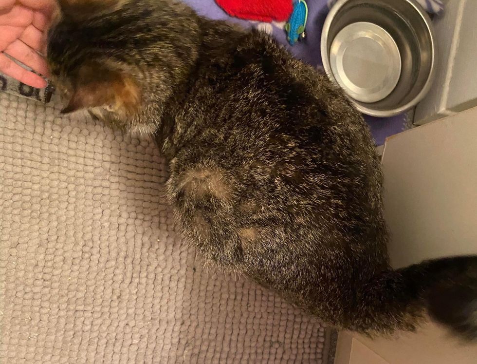 tabby pregnant cat