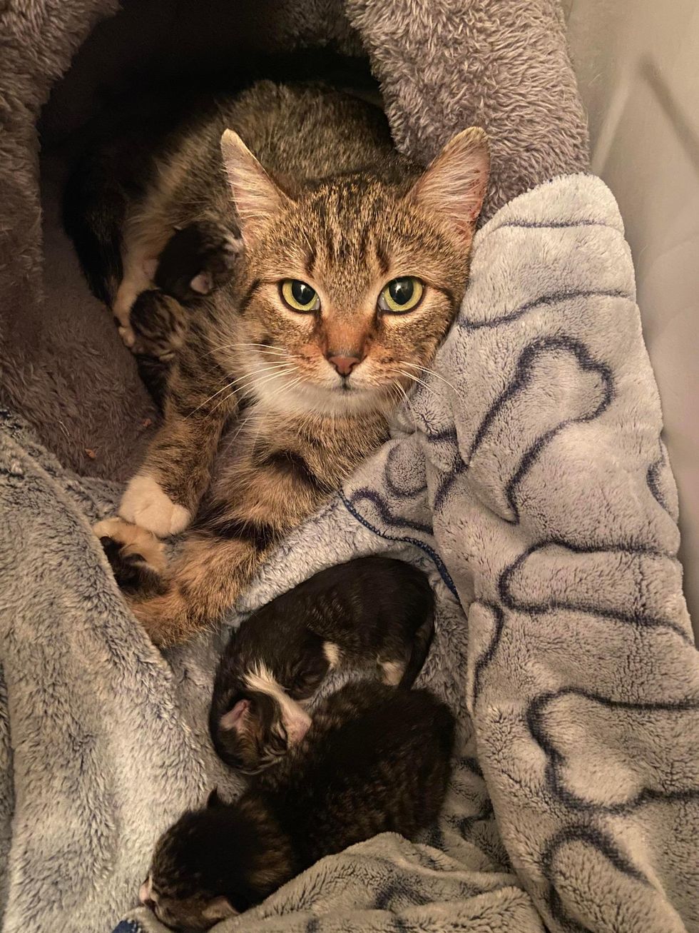 Cat Picked Up from Farm Learns to Trust Knowing Her Kittens Will Live ...