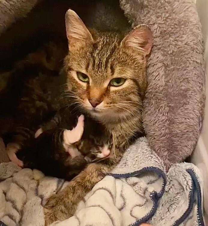 cat mom snuggles kittens