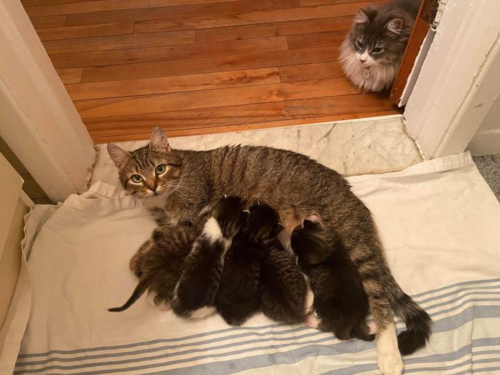 cat mom nursing babies