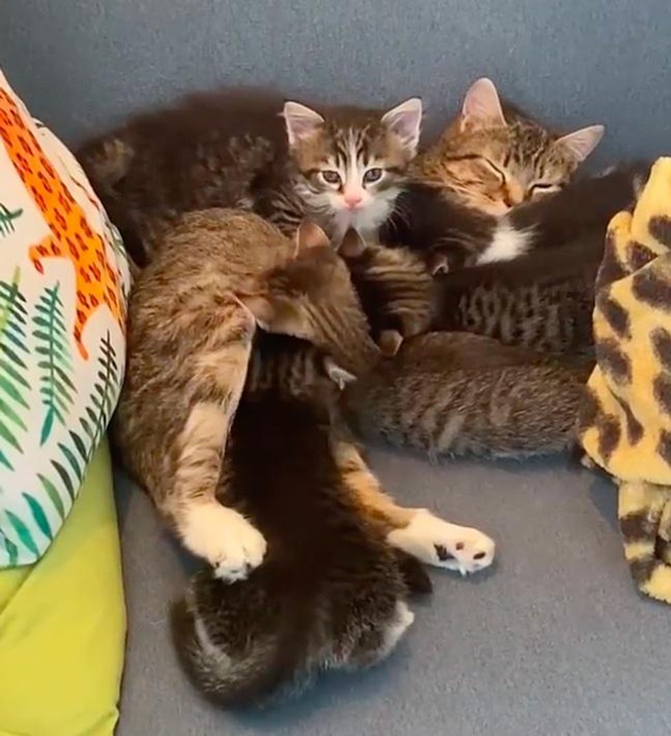 cat mom kittens cuddling