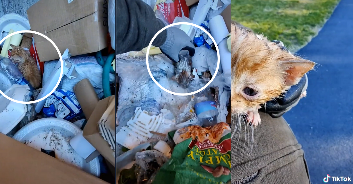 Garbage Man Furious After Rescuing Three Helpless Kittens From His Truck's Trash Compactor