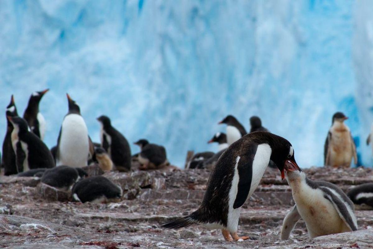 group of penguins, mother feeding baby penguins, baby penguins