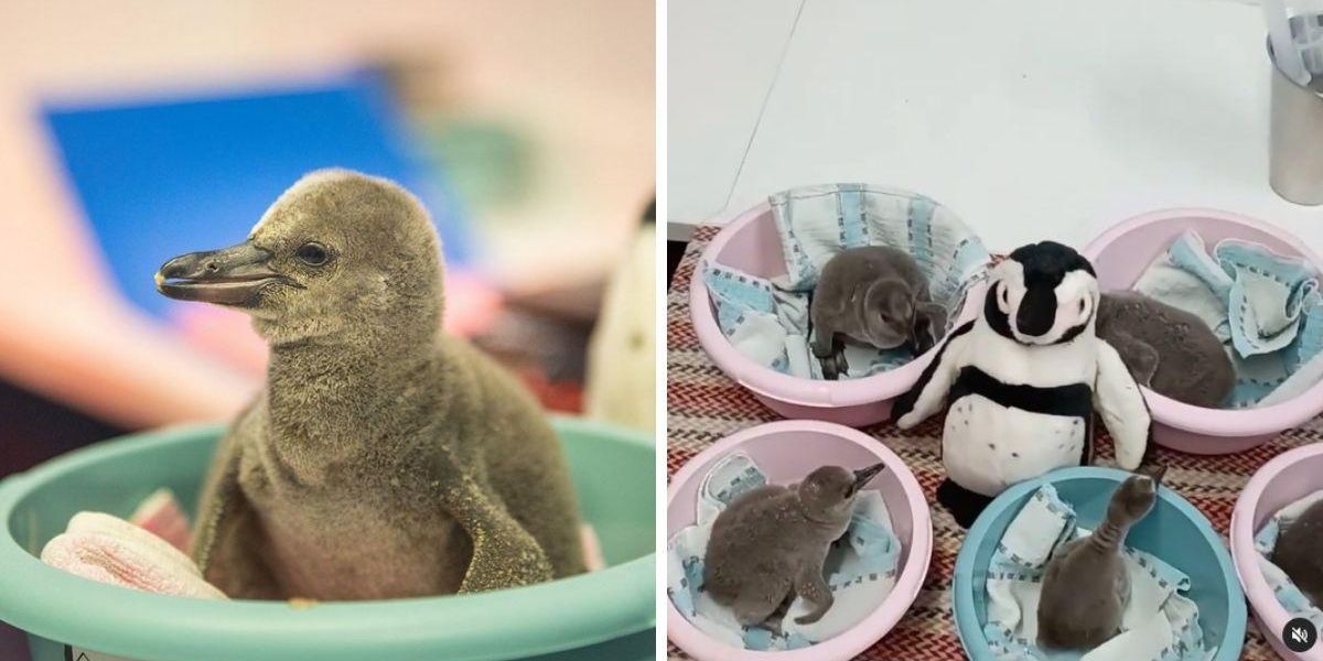 These baby penguins are thriving with a little help from adorable stuffed animal surrogates