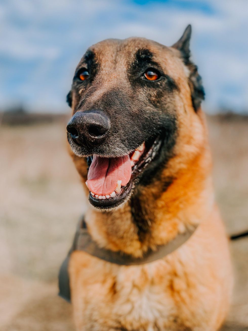 Meet Eva, the hero dog who risked her life saving her owner from a mountain lion