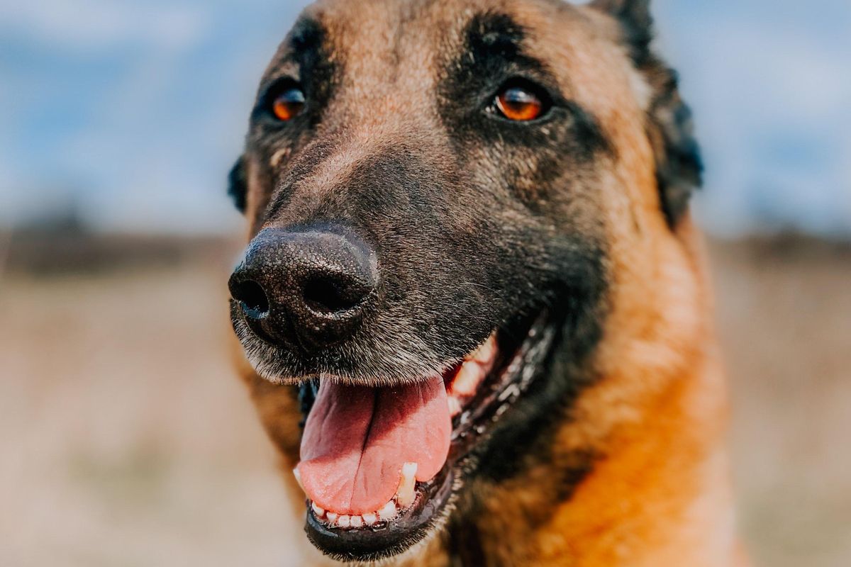 eva dog, eva dog mountain lion, dog saves owner from mountain lion