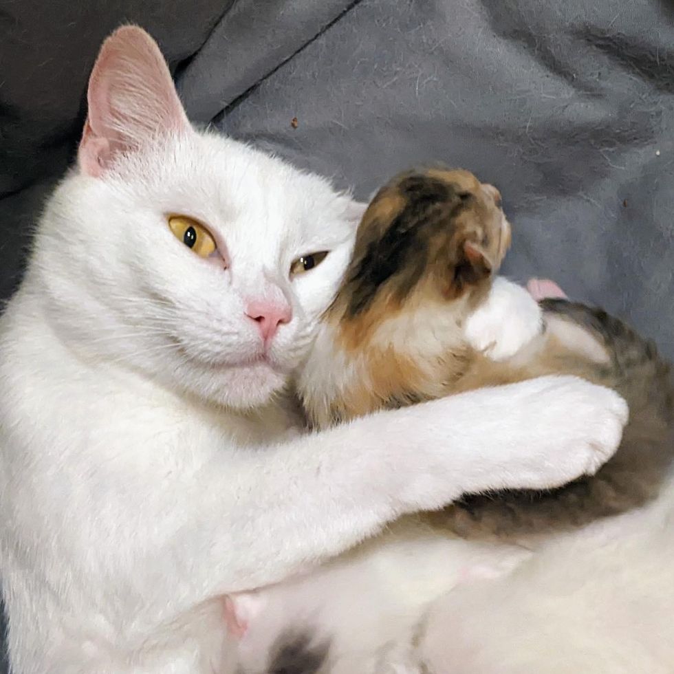 cat hugs kitten