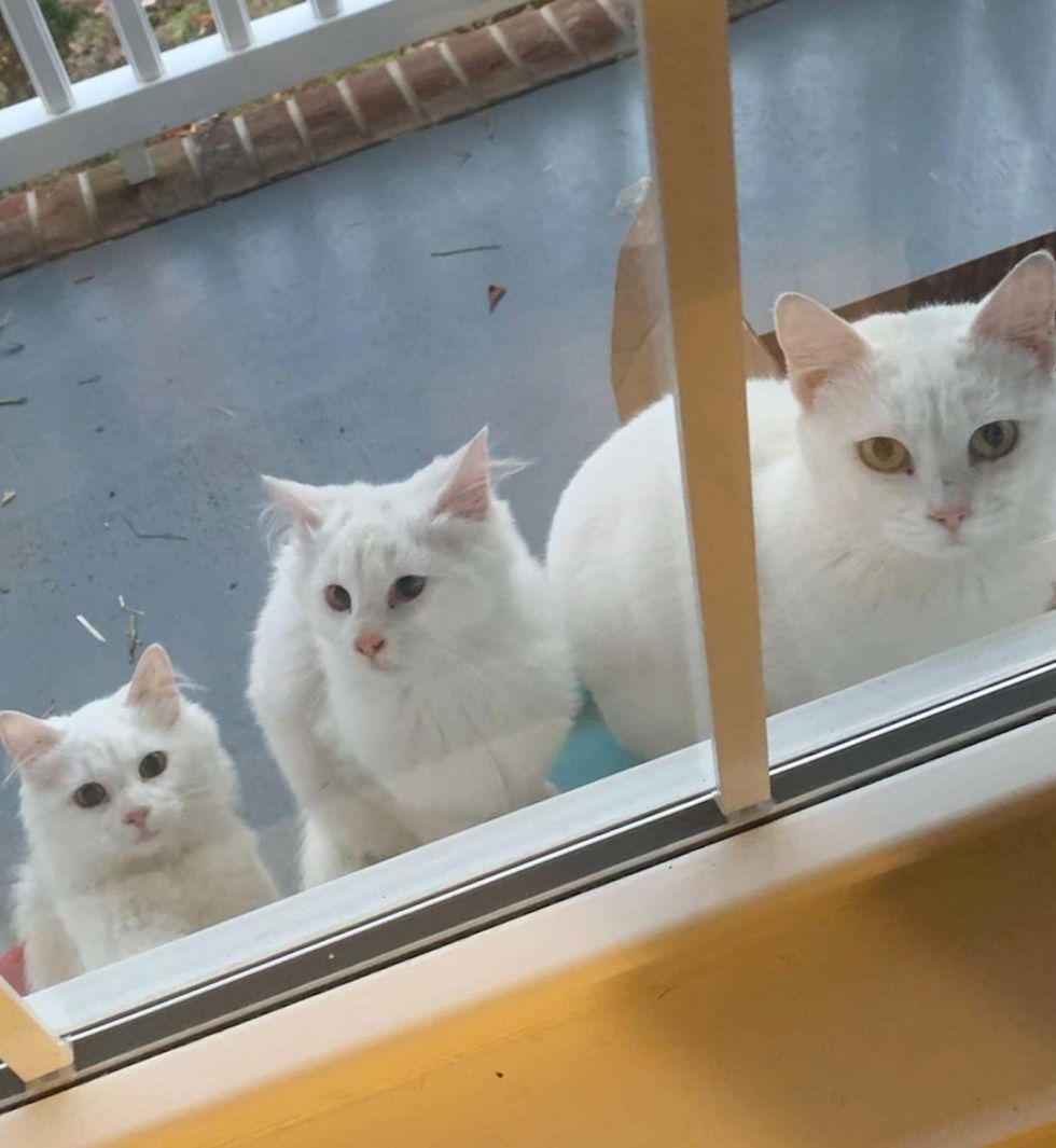 Cat Shows Up Outside Someone's Door with Her Kittens, Ends Up Finding a ...