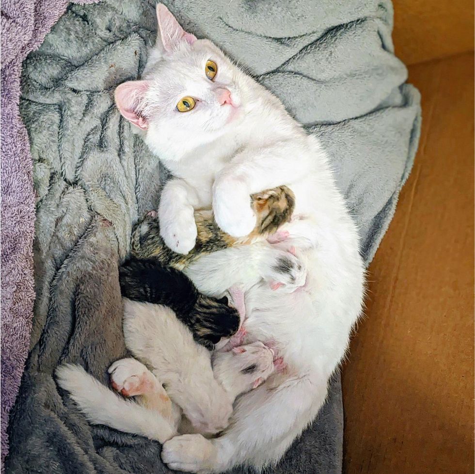 cat newborn kittens