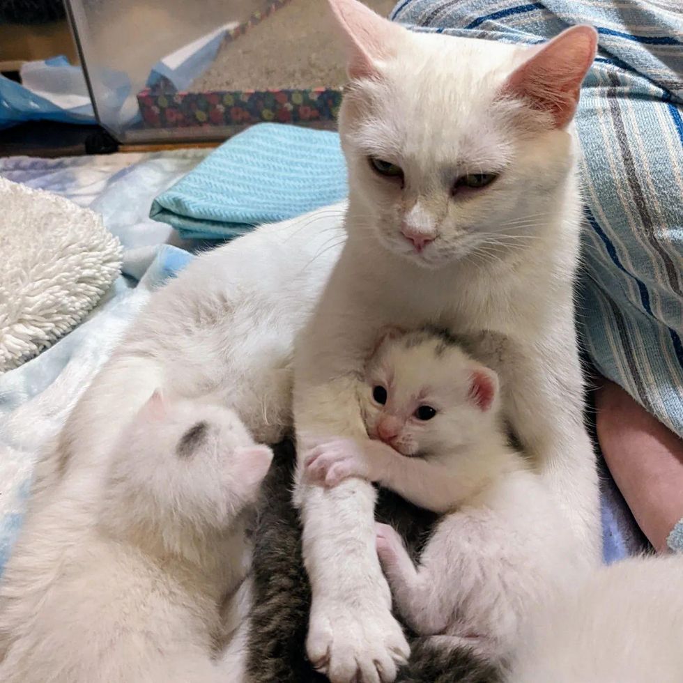 kittens hug cat mom