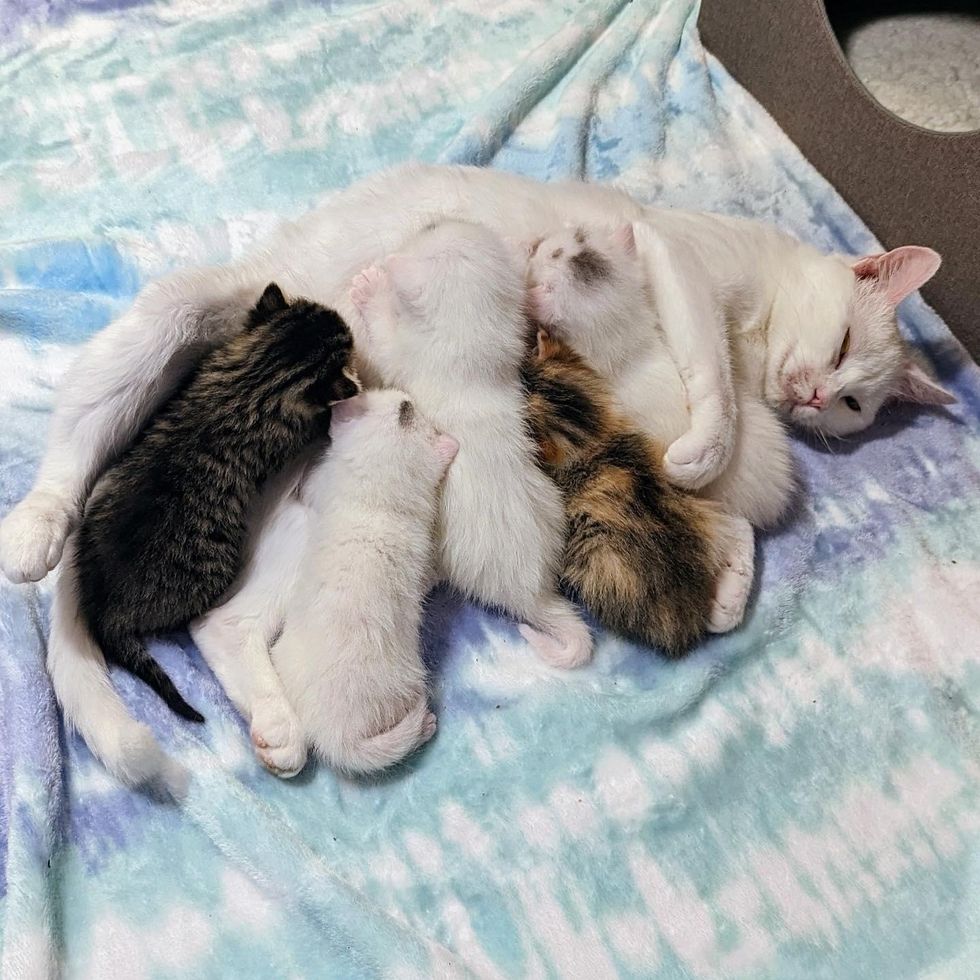 cat nursing kittens