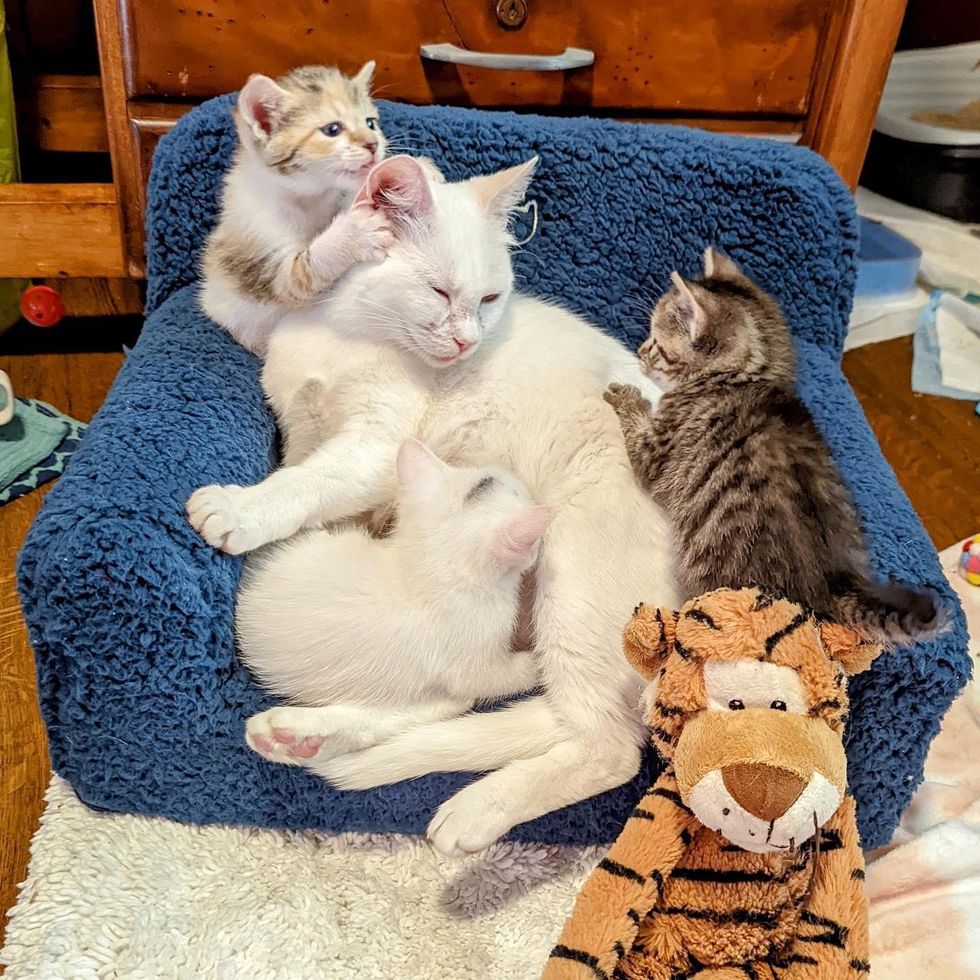 kittens cuddle cat
