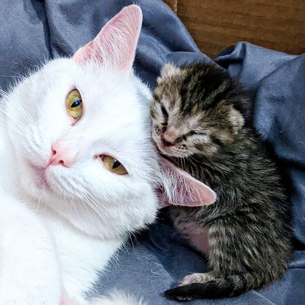 cat kitten snuggles