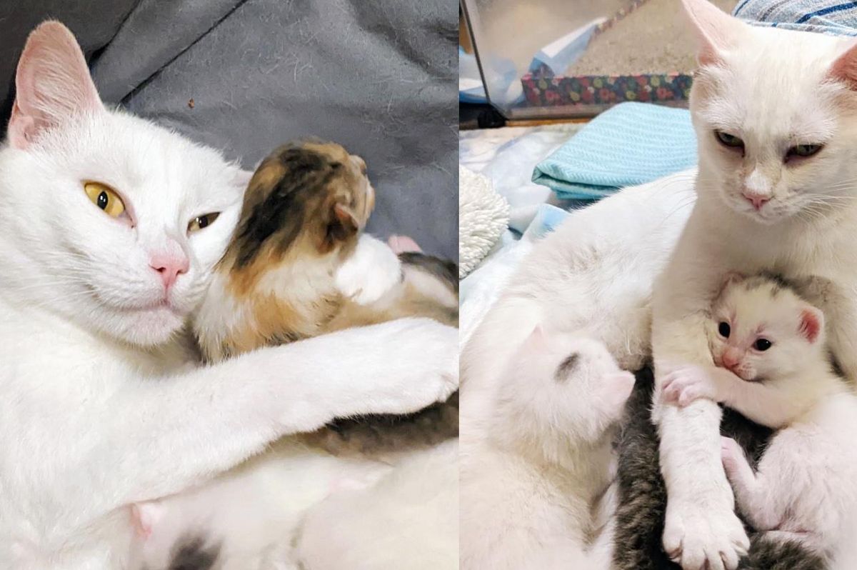 Cat Shows Up Outside Someone's Door with Her Kittens, Ends Up Finding a Place of Her Own