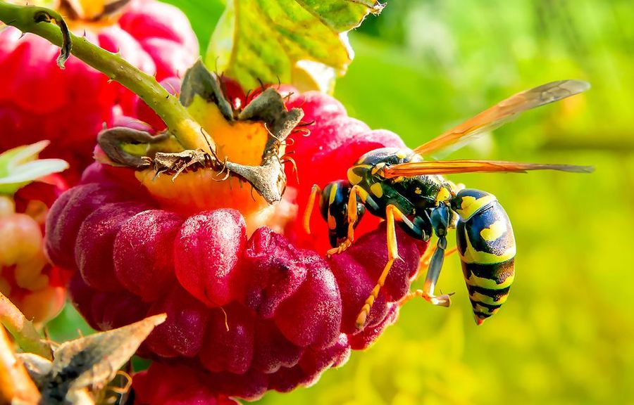 A wasp perches on a red raspberry