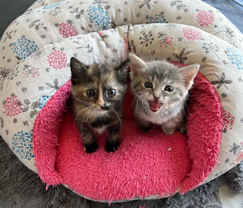 tortie kitten, meowing kitten