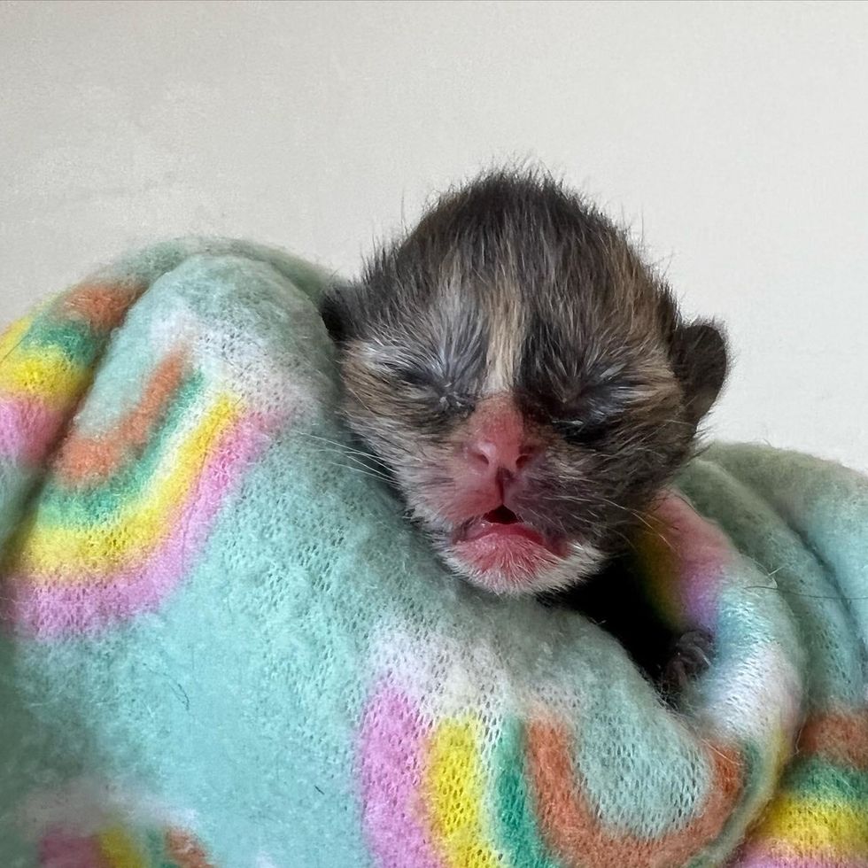 newborn tortie kitten