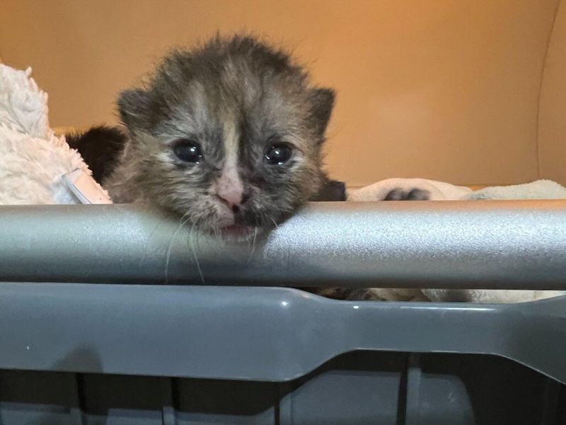 tortie kitten eyes open