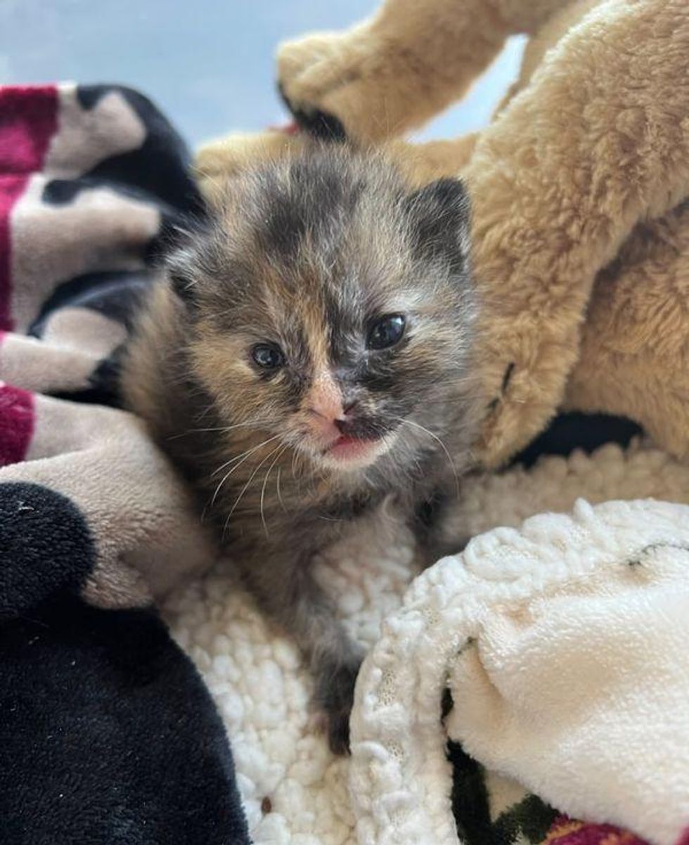 tortie kitten