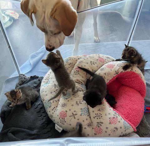 dog kittens