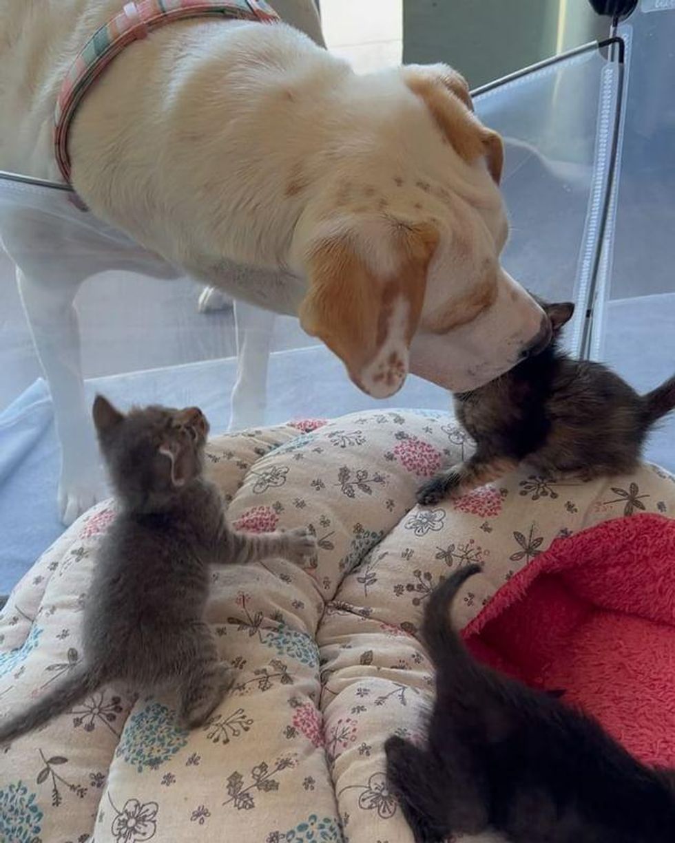 dog kittens kisses