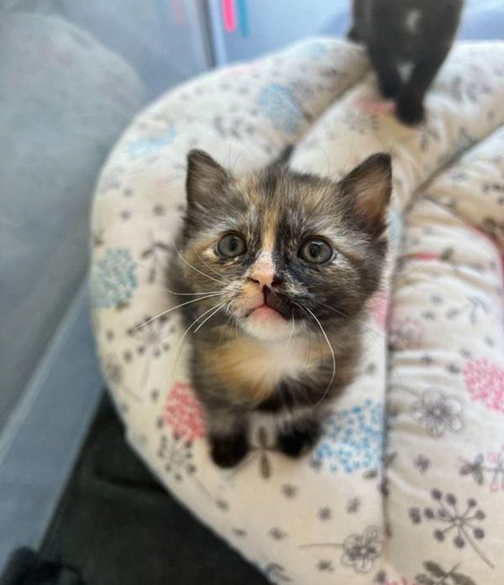 tortie kitten