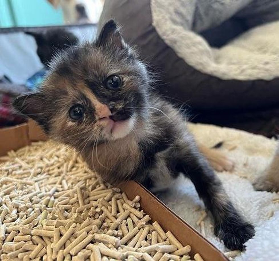 tortie kitten