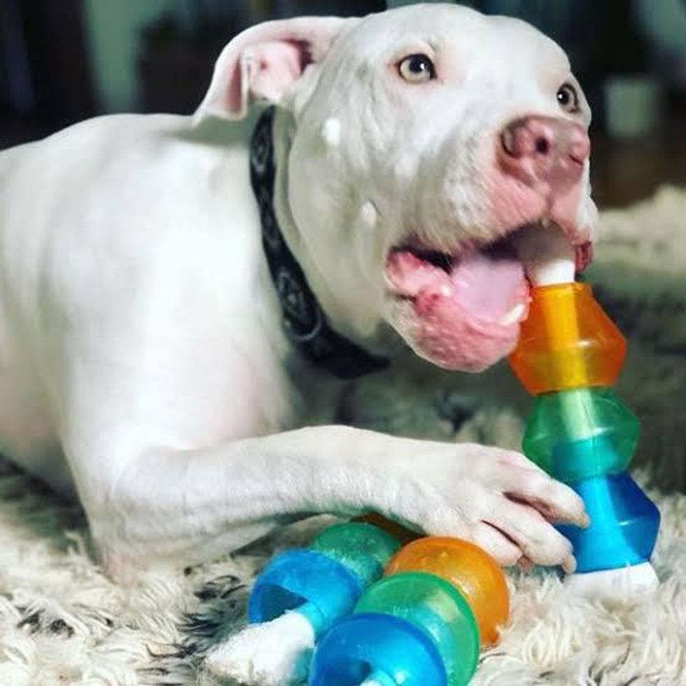 Dog Toys that Keep Them Busy